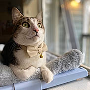 Hughie is registered to the contest to win money with this photo: cat, bow_tie, pet, indoor, window, soft_bed, feline, domestic_animal, curious, white_paws, green_eyes, closeup, portrait, resting, looking_away, collar, fluffy, animal, cute, cozy