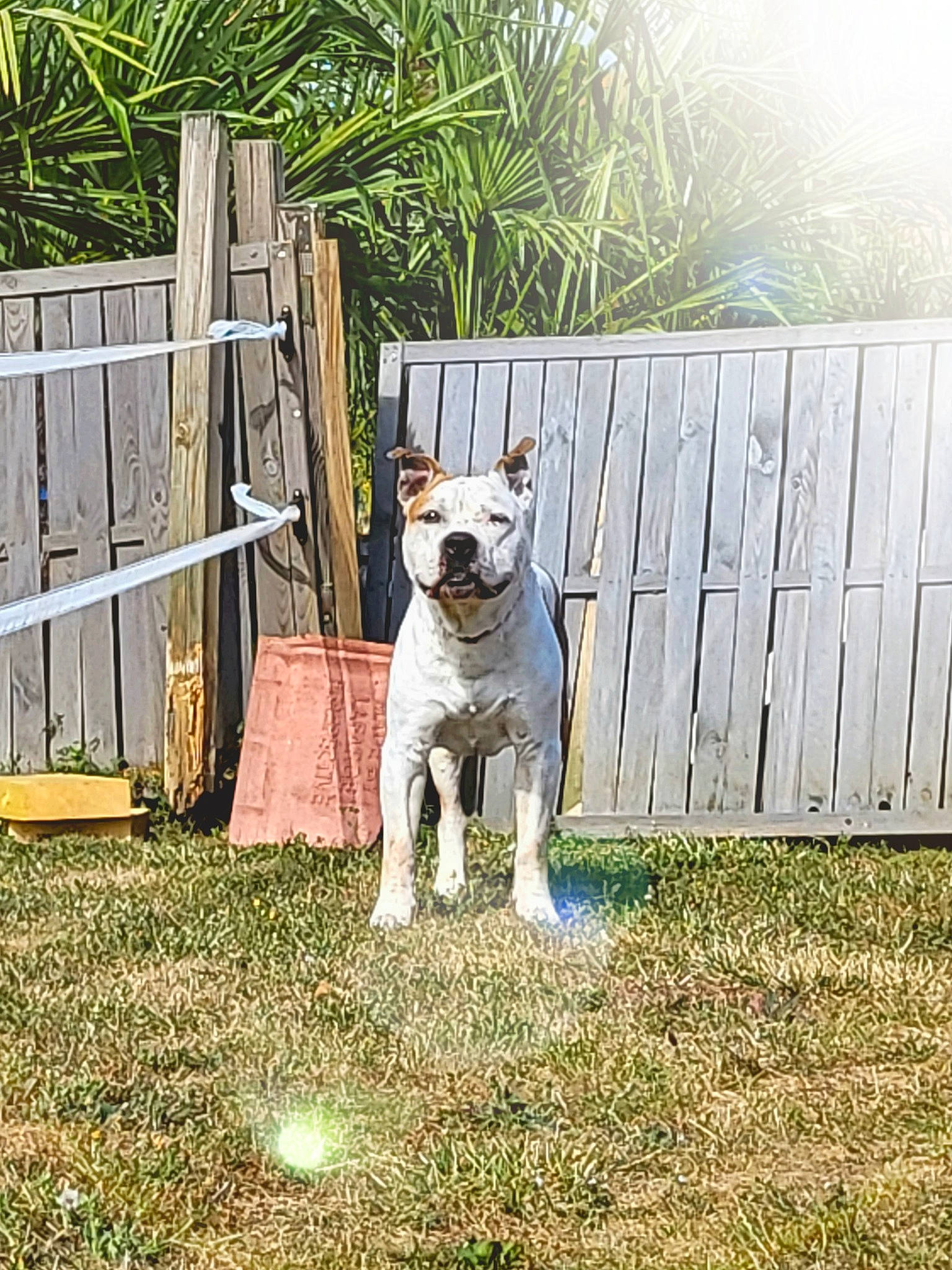 Eason a rejoint le concours — aidez-le/la à gagner de superbes lots ! carnivore, chair, collar, companion_dog, dog, dog_breed, dog_supply, fawn, fence, flooring, grass, home_fencing, lawn, pet_supply, plant, shrub, tail, terrier, wood, working_animal