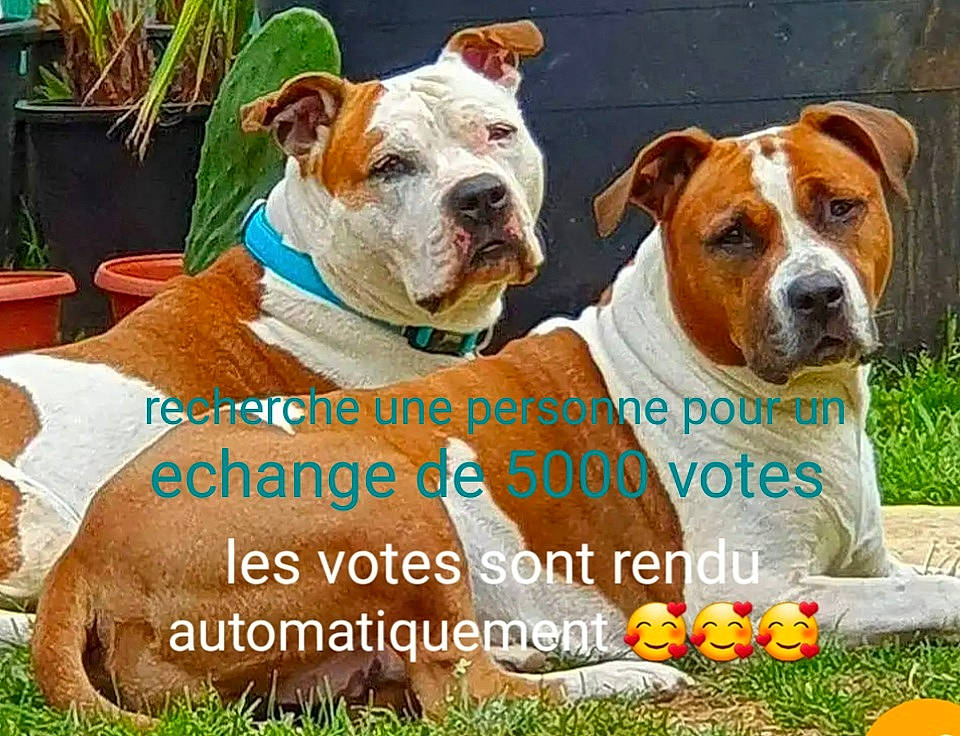 Eason a rejoint le concours — aidez-le/la à gagner de superbes lots ! carnivore, collar, companion_dog, dog, dog_breed, dog_collar, fawn, flowerpot, grass, happy, houseplant, internet_meme, mammal, organism, pet_supply, photo_caption, plant, snout, vertebrate, working_animal