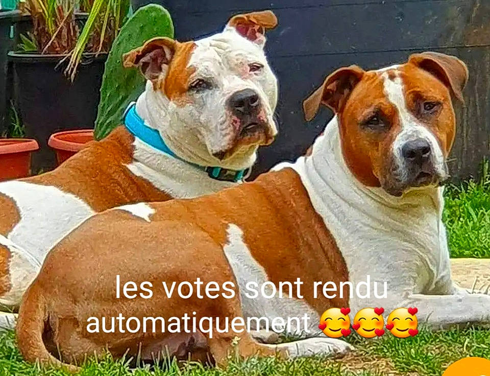 Eason participe au concours pour gagner de l'argent avec cette photo : canidae, carnivore, collar, companion_dog, dog, dog_breed, dog_collar, fawn, flowerpot, happy, houseplant, internet_meme, mammal, pet_supply, photo_caption, plant, snout, sporting_group, whiskers, working_animal