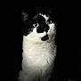 Toby is registered to the contest to win money with this photo: cat, black_and_white, green_eyes, animal, pet, feline, portrait, close_up, looking_away, whiskers, fur, indoor, dark_background, mystery, cute, soft_light, alert, sitting, domestic_cat, black