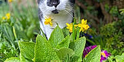 Toby joined the competition — help win amazing prizes! cat, black_and_white, green_eyes, flowers, yellow_flowers, green_leaves, garden, outdoor, nature, plants, foliage, close_up, curious, pet, animal, spring, sunlight, background_blur, wildlife, flora