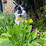 cat, black_and_white, green_eyes, flowers, yellow_flowers, green_leaves, garden, outdoor, nature, plants, foliage, close_up, curious, pet, animal, spring, sunlight, background_blur, wildlife, flora