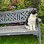 Toby is registered to the contest to win money with this photo: cat, bench, garden, greenery, flowers, outdoor, grass, feline, black_and_white, pet, nature, wood, plant, shrub, seat, animal, resting, daylight, leaf, peaceful
