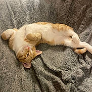 Oatmeal is registered to the contest to win money with this photo: animal, blanket, cat, cozy, cute, domestic_cat, feline, fur, gray_blanket, indoor, lying_down, orange_cat, paw, pet, relaxed, resting, sleepy, tail, whiskers, white_cat