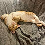 animal, blanket, cat, cozy, cute, domestic_cat, feline, fur, gray_blanket, indoor, lying_down, orange_cat, paw, pet, relaxed, resting, sleepy, tail, whiskers, white_cat