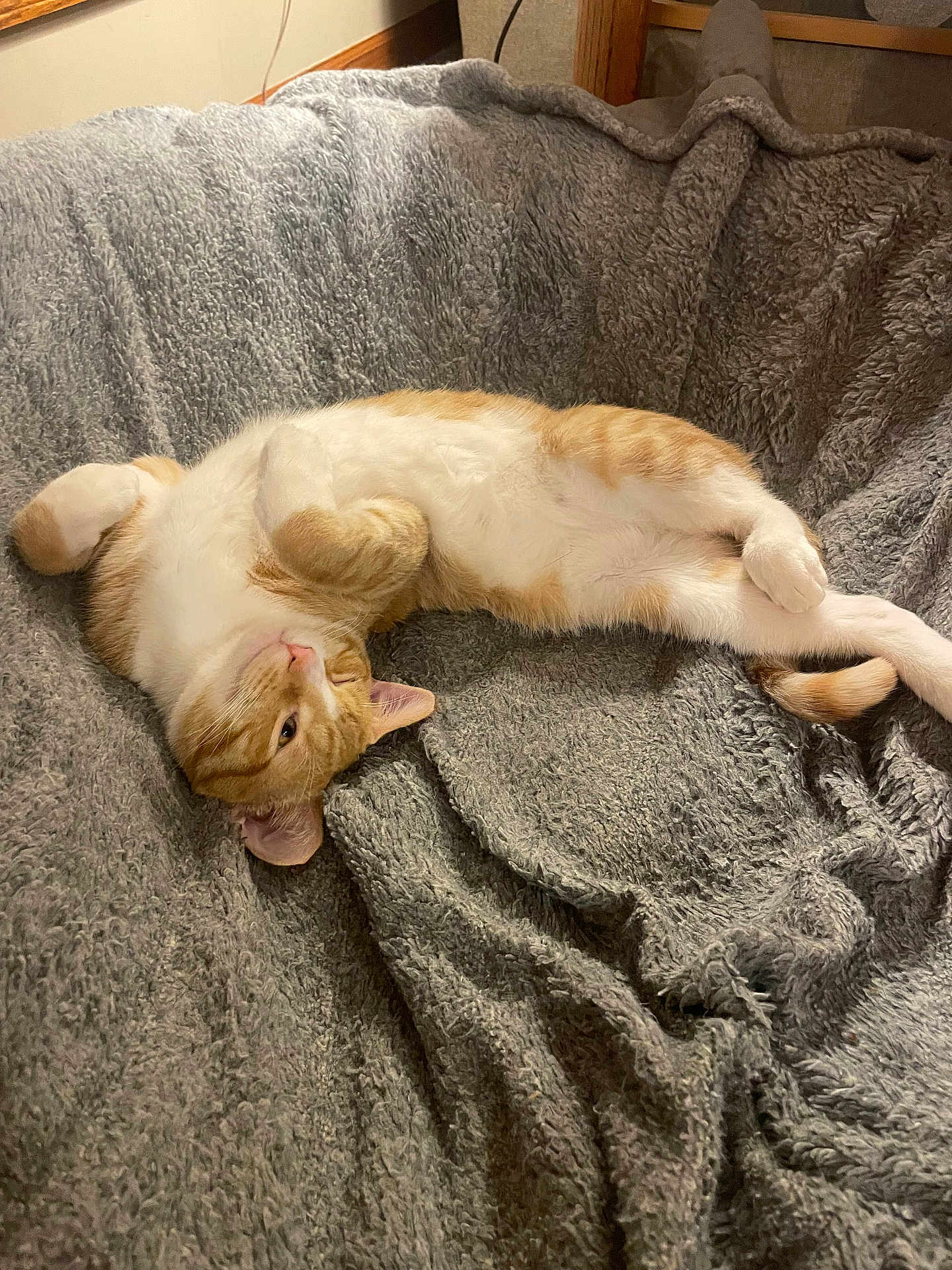Oatmeal is registered to the contest to win money with this photo: animal, blanket, cat, cozy, cute, domestic_cat, feline, fur, gray_blanket, indoor, lying_down, orange_cat, paw, pet, relaxed, resting, sleepy, tail, whiskers, white_cat
