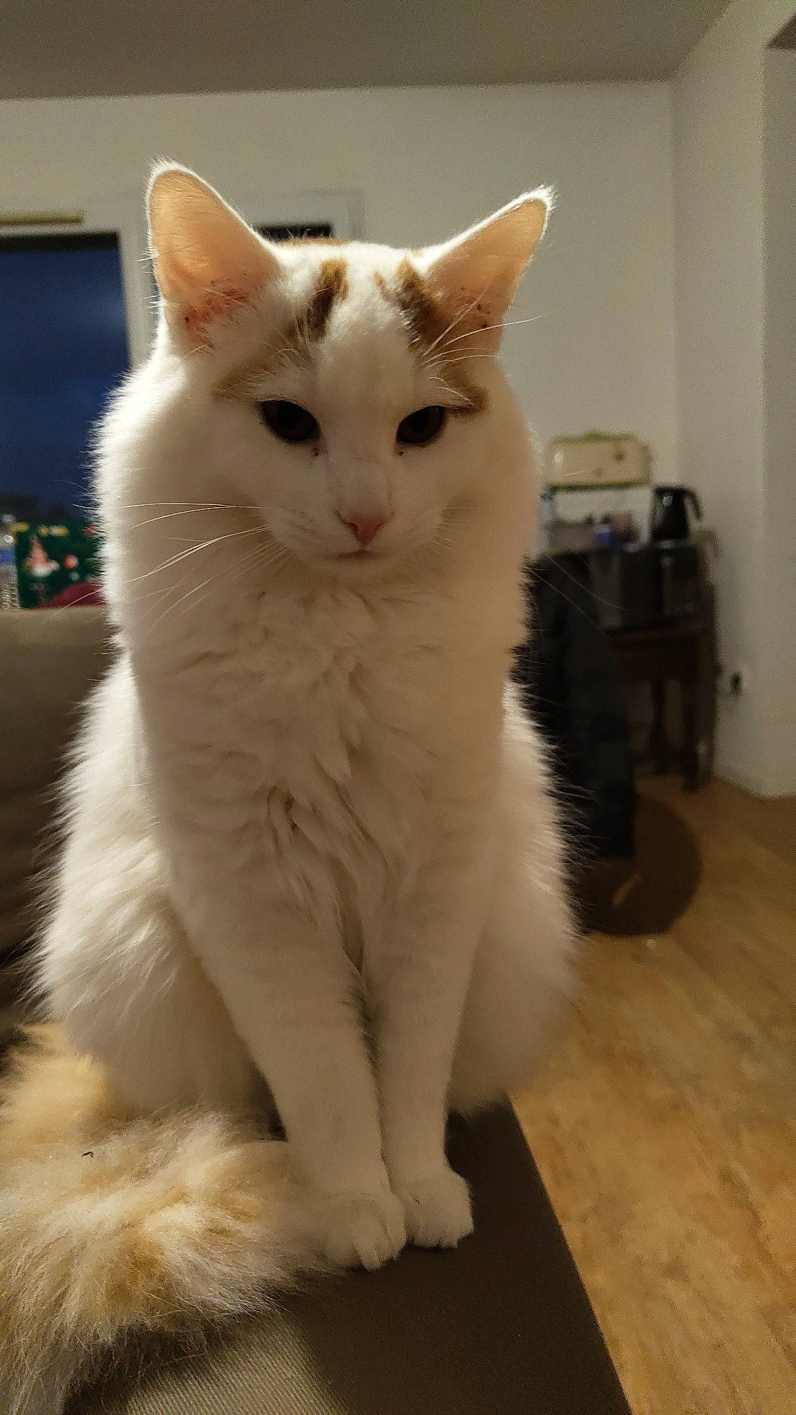 Éros participe au concours pour gagner de l'argent avec cette photo : carnivore, cat, claw, domestic_short_haired_cat, felidae, flooring, fur, hardwood, small_to_medium_sized_cats, tail, terrestrial_animal, whiskers