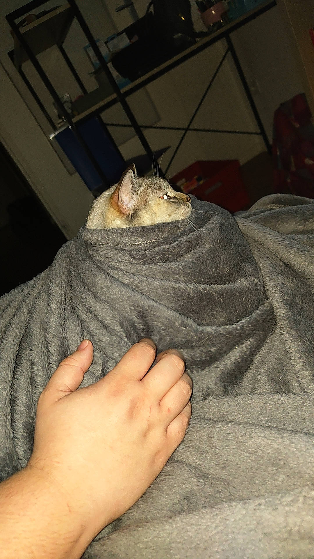 Pearl participe au concours pour gagner de l'argent avec cette photo : barefoot, bed_sheet, bedding, comfort, elbow, felidae, finger, flesh, foot, fur, gesture, human_leg, linens, nail, room, small_to_medium_sized_cats, thumb, toe, whiskers, wrinkle