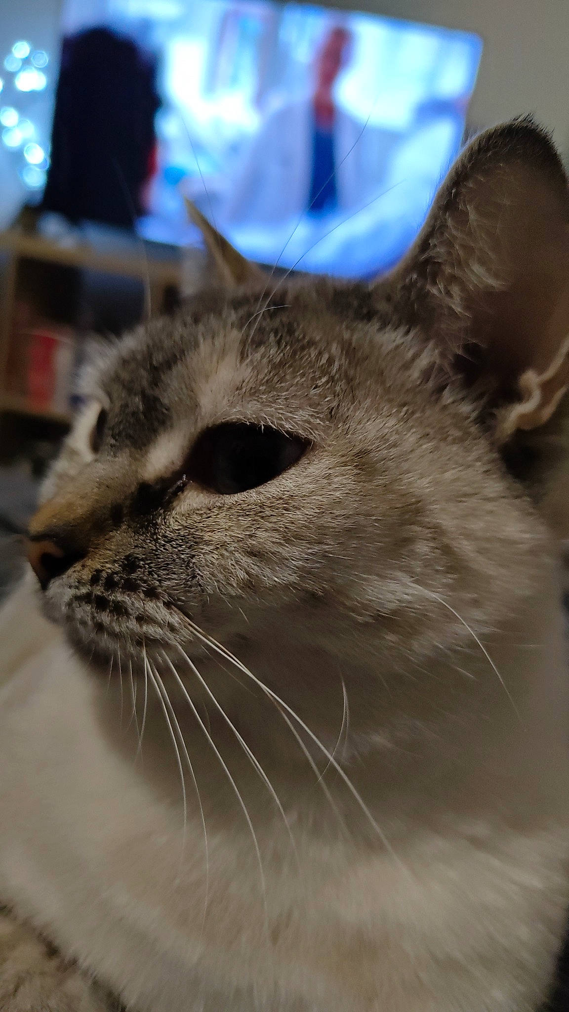 Pearl a rejoint le concours — aidez-le/la à gagner de superbes lots ! carnivore, cat, domestic_short_haired_cat, fawn, felidae, fur, paw, plant, small_to_medium_sized_cats, snout, terrestrial_animal, whiskers, wildlife