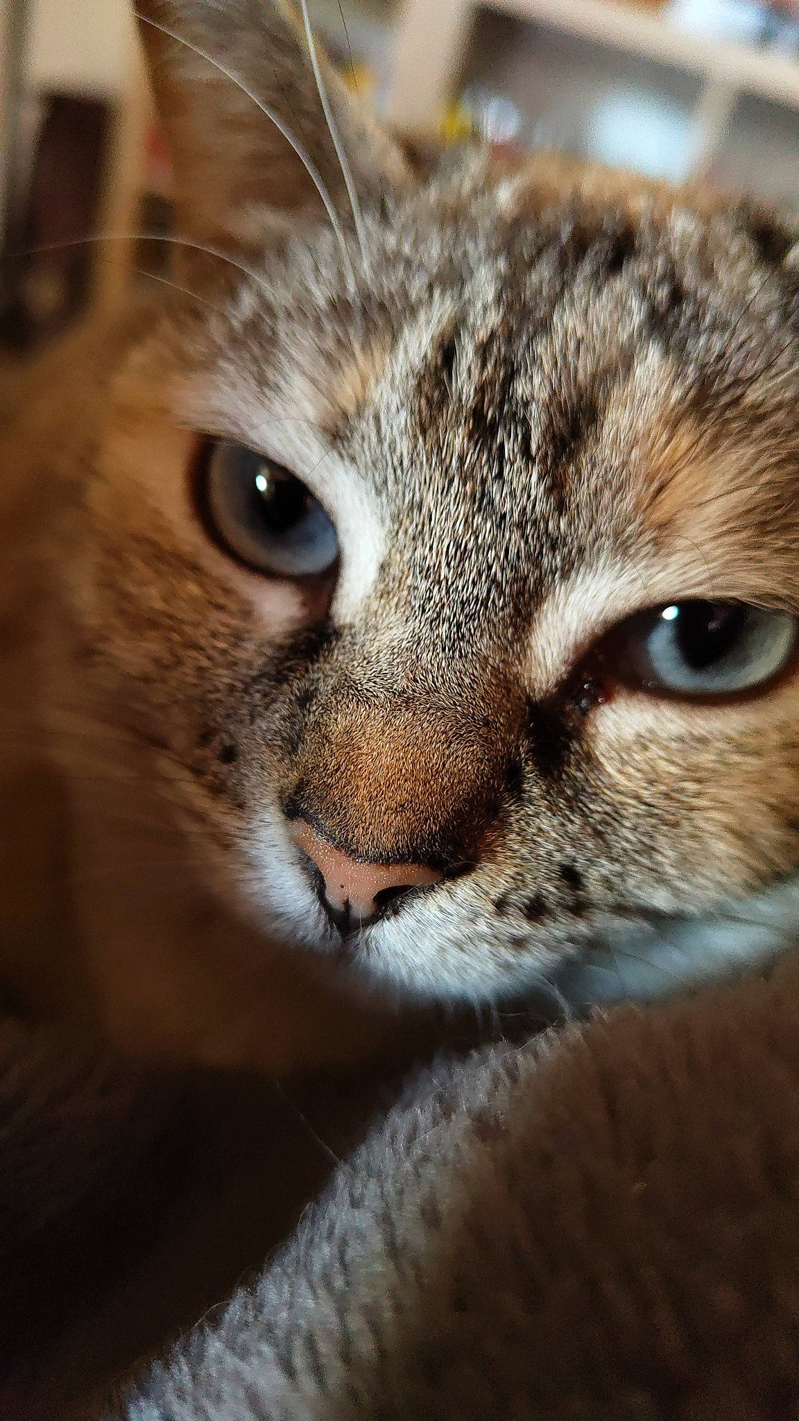 Pearl participe au concours pour gagner de l'argent avec cette photo : brown, carnivore, cat, close_up, comfort, domestic_short_haired_cat, ear, eye, fawn, felidae, fur, iris, small_to_medium_sized_cats, snout, terrestrial_animal, whiskers, wildlife