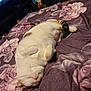 Popcorn is registered to the contest to win money with this photo: cat, sleeping, bed, indoor, floral_bedspread, purple, pet, relaxed, cozy, fur, whiskers, tail, domestic, feline, animal, resting, cute, home, soft, comfort