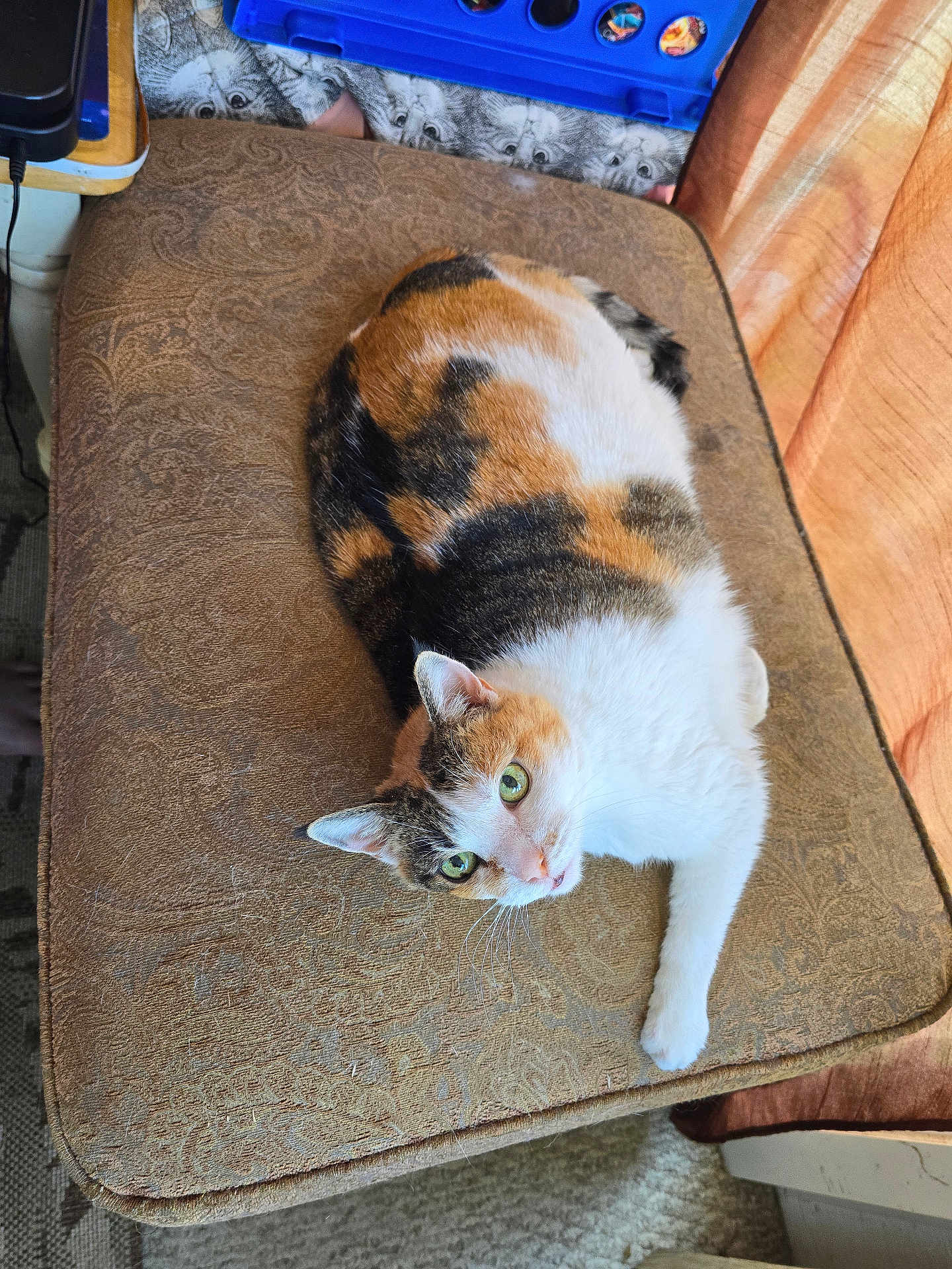 Popcorn is registered to the contest to win money with this photo: cat, calico_cat, green_eyes, cushion, brown_cushion, texture, indoor, curtain, game, connect_four, pet, animal, fur, whiskers, relaxed, looking_up, floor, carpet, side_table, domestic