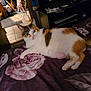 Popcorn is registered to the contest to win money with this photo: cat, calico_cat, bed, floral_bedspread, indoor, room, domestic, pet, feline, laying_down, purple, curious, cozy, household, floor_tiles, relaxed, looking_at_camera, whiskers, fur, tail