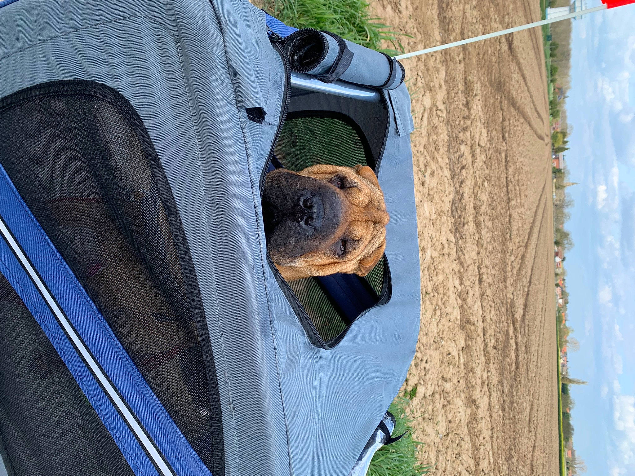 Sasha a rejoint le concours — aidez-le/la à gagner de superbes lots ! auto_part, bag, car, carnivore, collar, companion_dog, dog, dog_breed, electric_blue, fawn, grass, motor_vehicle, pet_supply, sky, snout, sporting_group, travel, vehicle, vehicle_door, working_animal