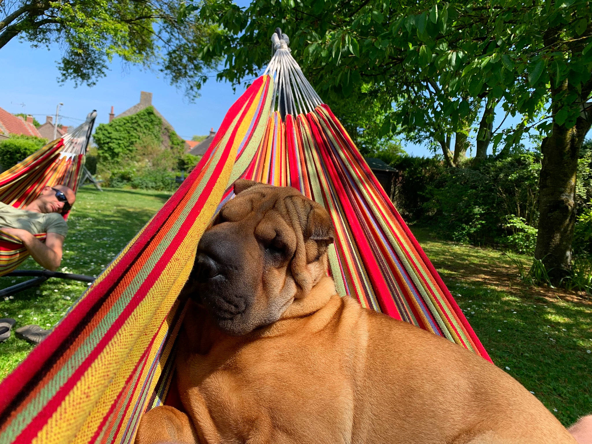 Sasha a rejoint le concours — aidez-le/la à gagner de superbes lots ! fawn, gazebo, grass, indian_elephant, jungle, landscape, leisure, plant, recreation, shade, sky, temple, tent, terrestrial_animal, tints_and_shades, travel, tree, wildlife, working_animal, yurt