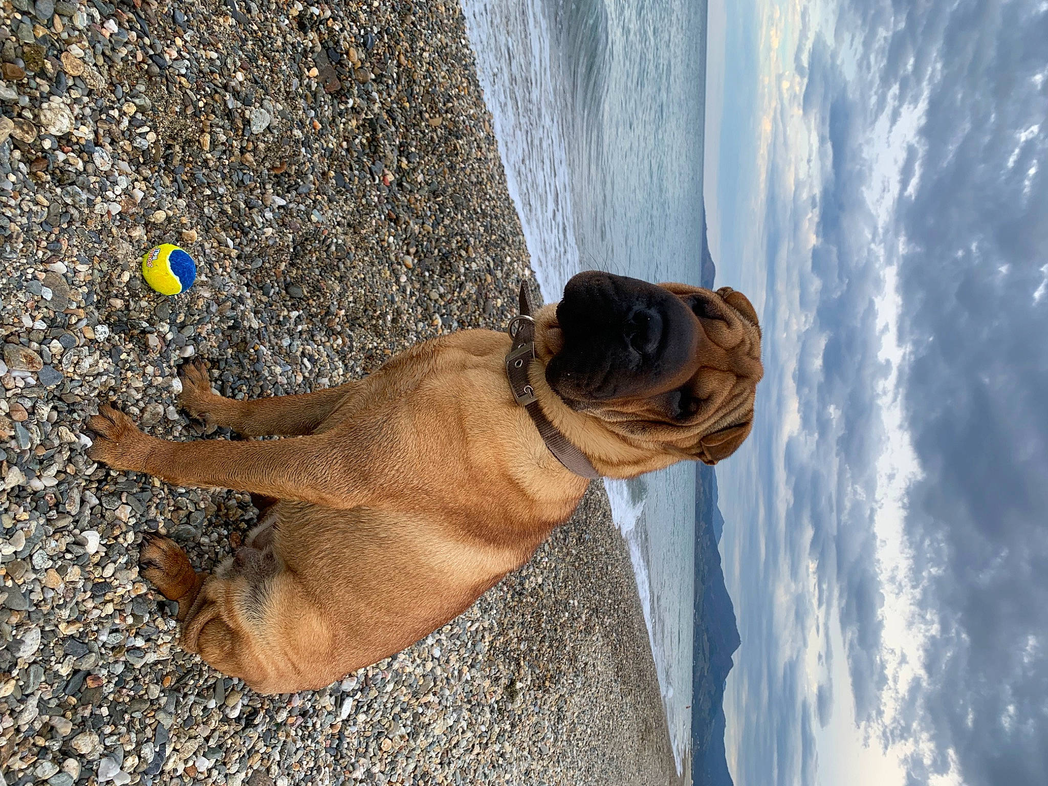 Sasha participe au concours pour gagner de l'argent avec cette photo : beach, canidae, carnivore, cloud, dog, dog_breed, dog_collar, fawn, foot, fun, guard_dog, human_leg, rock, sand, sky, snout, soil, sporting_group, water, wrinkle
