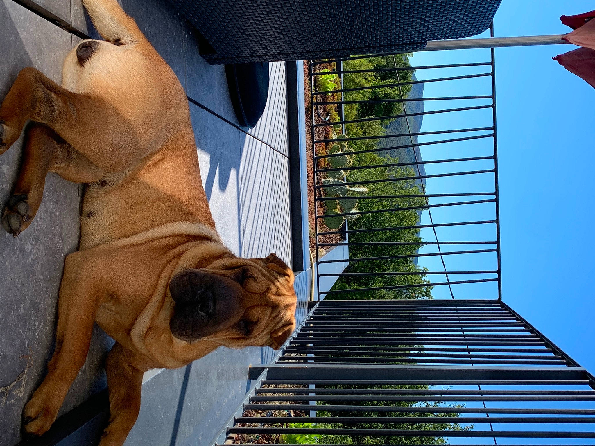 Sasha a rejoint le concours — aidez-le/la à gagner de superbes lots ! art, canidae, carnivore, companion_dog, composite_material, dog, dog_breed, facade, fawn, house, human_leg, metal, pet_supply, photograph, shade, sky, snout, sporting_group, wood, working_animal