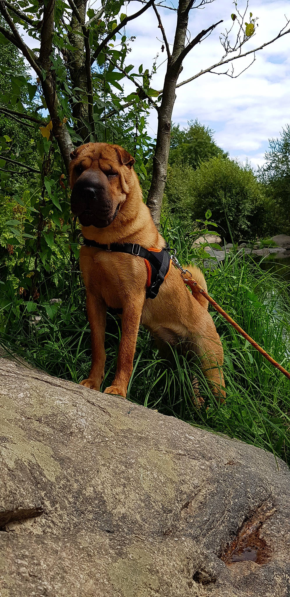 Naïa a rejoint le concours — aidez-le/la à gagner de superbes lots ! branch, dog, dog_breed, dog_like_mammal, grass, jungle, plant, snout, tree