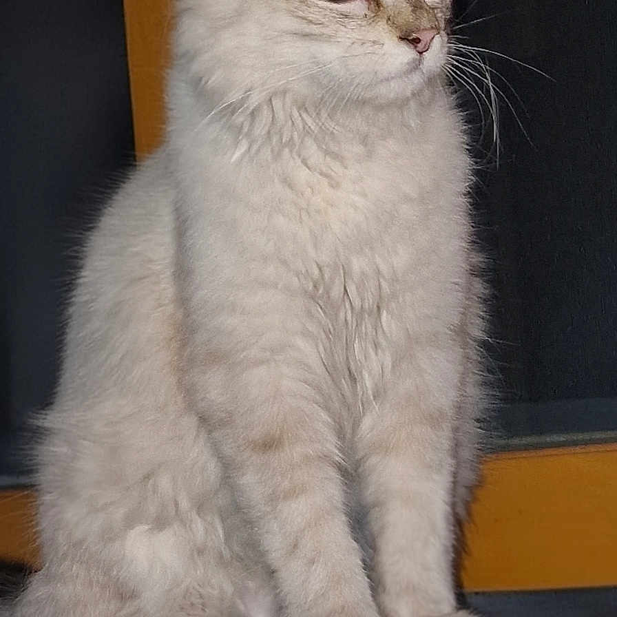 Minet participe au concours pour gagner de l'argent avec cette photo : animal, calm, cat, closeup, curious, domestic, door, ears, eyes, feline, fluffy, fur, indoor, light_colored, paws, pet, quiet, sitting, whiskers, wooden