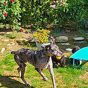 Sourie participe au concours pour gagner de l'argent avec cette photo : dog, great_dane, ball, garden, grass, flower, greenery, outdoor, playful, pet, running, sunny, nature, animal, collar, canine, summer, activity, companion, yard