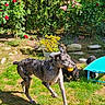 dog, great_dane, ball, garden, grass, flower, greenery, outdoor, playful, pet, running, sunny, nature, animal, collar, canine, summer, activity, companion, yard