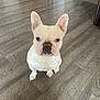 dog, french_bulldog, pet, white_dog, sitting, floor, indoor, wooden_floor, ears, looking_up, cute, animal, canine, domestic_animal, companion, portrait, house, waiting, friendly, small_dog