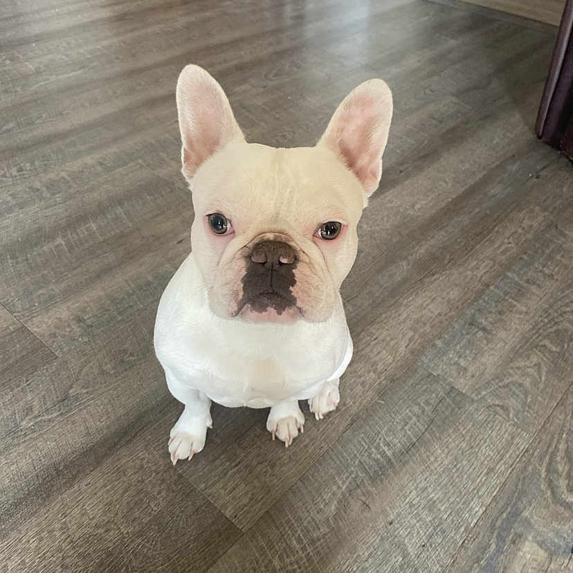 Blanco joined the competition — help win amazing prizes! animal, canine, companion, cute, dog, domestic_animal, ears, floor, french_bulldog, friendly, house, indoor, looking_up, pet, portrait, sitting, small_dog, waiting, white_dog, wooden_floor