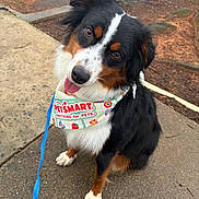 Nyla is registered to the contest to win money with this photo: dog, australian_shepherd, pet, bandana, petsmart, leash, tongue_out, sitting, portrait, outdoor, pavement, sidewalk, eyes, tricolor, cute, fur, ears, wet_ground, parking_lot, attentive