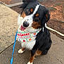 dog, australian_shepherd, pet, bandana, petsmart, leash, tongue_out, sitting, portrait, outdoor, pavement, sidewalk, eyes, tricolor, cute, fur, ears, wet_ground, parking_lot, attentive