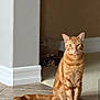 cat, orange_tabby, pet, indoor, floor, tile, carpet, animal, feline, sitting, alert, ears, tail, whiskers, eyes, domestic, cute, portrait, house, home