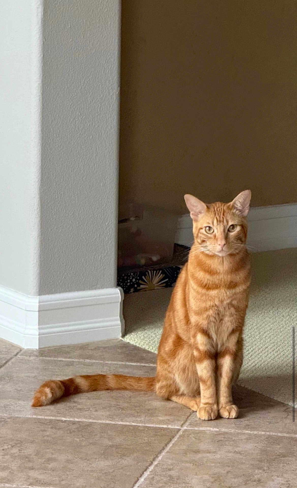 Skipper