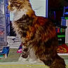 cat, longhaired_cat, fluffy, brown_fur, white_chest, profile, sitting, tail, animal, pet, indoors, home, desk, books, storage_drawers, stationery, colorful_objects, portrait, side_view, whiskers