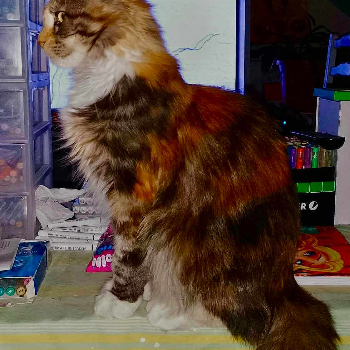 Bella a rejoint le concours — aidez-le/la à gagner de superbes lots ! cat, longhaired_cat, fluffy, brown_fur, white_chest, profile, sitting, tail, animal, pet, indoors, home, desk, books, storage_drawers, stationery, colorful_objects, portrait, side_view, whiskers