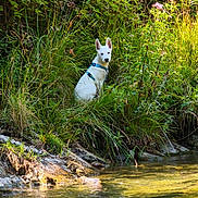 Hati a rejoint le concours — aidez-le/la à gagner de superbes lots ! animal, canine, curious, daylight, dog, grass, greenery, leash, nature, outdoor, peaceful, plants, quiet, riverbank, sitting, stream, sunlight, water, white_dog, wild