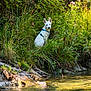 animal, canine, curious, daylight, dog, grass, greenery, leash, nature, outdoor, peaceful, plants, quiet, riverbank, sitting, stream, sunlight, water, white_dog, wild