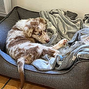Flash a rejoint le concours — aidez-le/la à gagner de superbes lots ! puppy, dog, pet_bed, blanket, indoor, fur, blue_eyes, curled_up, cozy, brown_and_white, floor, tile_floor, resting, looking_back, cute, animal, young_dog, soft_texture, bedroom, home