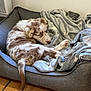 puppy, dog, pet_bed, blanket, indoor, fur, blue_eyes, curled_up, cozy, brown_and_white, floor, tile_floor, resting, looking_back, cute, animal, young_dog, soft_texture, bedroom, home