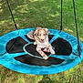 Flash participe au concours pour gagner de l'argent avec cette photo : dog, puppy, blue_eyes, swing, toy, grass, backyard, playground, outdoor, sunlight, rope, pet, animal, nature, resting, playful, daytime, fence, wood, summer