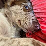 dog, closeup, blue_eyes, tongue_out, sleepy, resting, fur, cushion, coral_color, snout, nose, ears, pet, domestic_animal, cute, relaxed, indoor, animal_portrait, cozy, fluffy