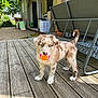 Flash participe au concours pour gagner de l'argent avec cette photo : puppy, dog, playing, ball, wooden_deck, outdoor, sunlight, backyard, furniture, greenery, pet, canine, young_dog, curious, cute, animal, domestic_animal, summer, daylight, happy