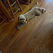 Malia joined the competition — help win amazing prizes! dog, small_dog, wooden_floor, indoor, furniture, rope_toy, relaxed, curious, brown_dog, flooring, pet, animal, companion, laying_down, home, cozy, domestic, toy, wood, cute