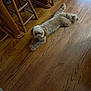 dog, small_dog, wooden_floor, indoor, furniture, rope_toy, relaxed, curious, brown_dog, flooring, pet, animal, companion, laying_down, home, cozy, domestic, toy, wood, cute