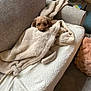 Malia is registered to the contest to win money with this photo: dog, blanket, couch, pet, cozy, fur, indoor, relaxing, snuggled, comfort, brown_dog, resting, soft_texture, home, living_room, carpet, furniture, wrapped, cute, animal