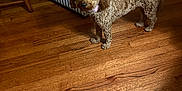 Malia joined the competition — help win amazing prizes! dog, curly_hair, brown_dog, wooden_floor, striped_furniture, indoor, pet, collar, flooring, footwear, sneakers, blue_shoes, looking, standing, house, home_interior, furniture, animal, curious, domestic