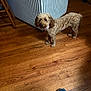 dog, curly_hair, brown_dog, wooden_floor, striped_furniture, indoor, pet, collar, flooring, footwear, sneakers, blue_shoes, looking, standing, house, home_interior, furniture, animal, curious, domestic