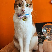 Mia a rejoint le concours — aidez-le/la à gagner de superbes lots ! cat, orange_wall, bow_tie, bells, wooden_table, indoor, pet, cute, animal, feline, sitting, decor, light_bulb, framed_picture, whiskers, green_eyes, portrait, domestic_cat, fur, tabletop