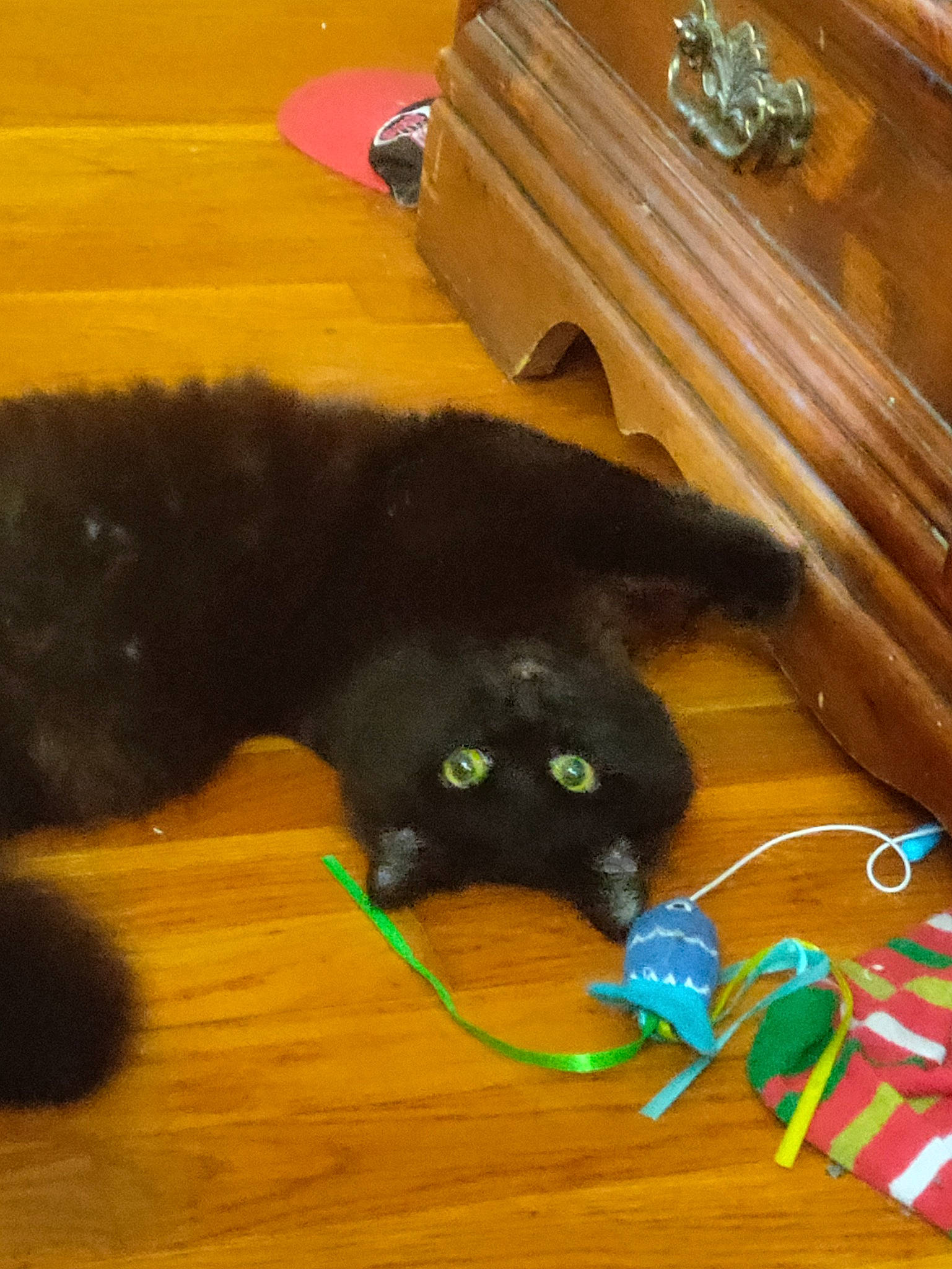 Binx joined the competition — help win amazing prizes! black_cat, bombay, brown, carnivore, cat, domestic_short_haired_cat, felidae, flooring, fur, hardwood, laminate_flooring, plywood, small_to_medium_sized_cats, table, tail, varnish, whiskers, wood, wood_flooring, wood_stain