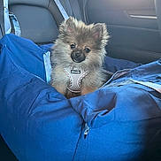 Doots is registered to the contest to win money with this photo: back_seat, blue_seat, canine, car_interior, cushion, cute, dog, fur, happy, pet, pet_harness, pomeranian, portrait, puppy, seat_belt, small_dog, sunlight, travel, upholstery, window