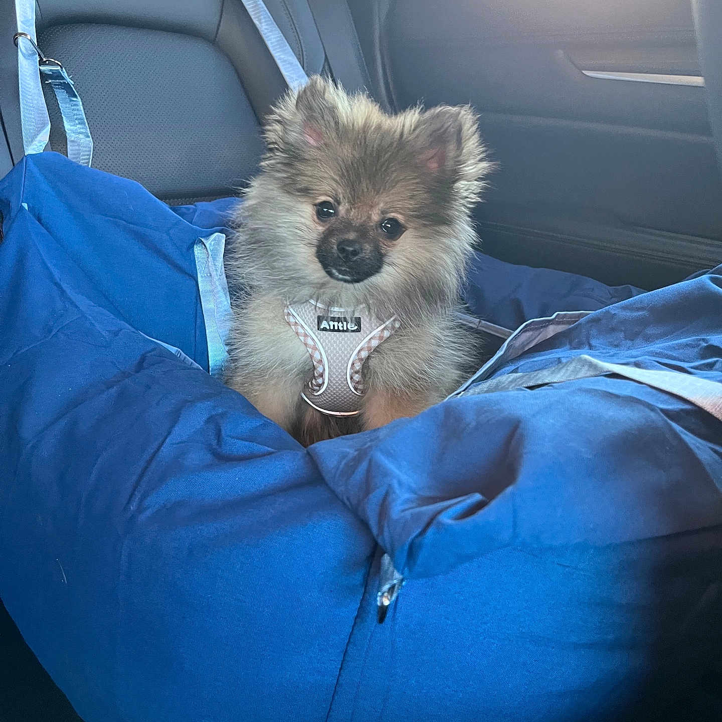 Doots is registered to the contest to win money with this photo: back_seat, blue_seat, canine, car_interior, cushion, cute, dog, fur, happy, pet, pet_harness, pomeranian, portrait, puppy, seat_belt, small_dog, sunlight, travel, upholstery, window